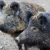 Mann im eigenen Haus durch Wildschwein schwer verletzt