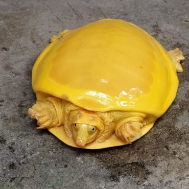 Goldene Schildkröte