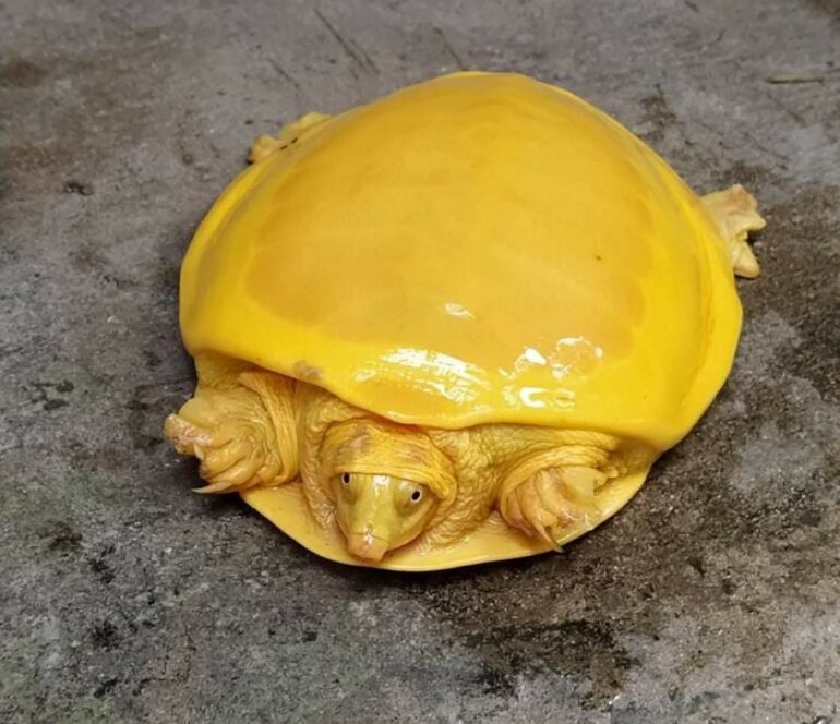 Goldene Schildkröte