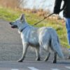 Hinweis der Kreisstadt: Keine Hunde auf dem Friedhof ausführen