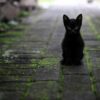 Wir Wunder: Spenden sammeln für die Katzenquarantäne