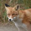 Fuchs in massiver Totfangfalle lebend festgestellt