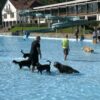 2. Hundeschwimmen im Ensdorfer Freibad – ein wahrhaft tierisches Vergnügen