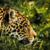 UKS Abteilung übernimmt Patenschaft für Jaguar – Was steckt dahinter?