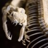 Die Welt unter dem Pelz: Körperwelten Tiere nur noch bis Samstag