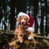 Weihnachten für Fellnasen: Der Neunkicher Hundeweihnachtsmarkt