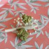 Uniklinik Homburg verteidigt Cannabisblüten-Therapie!