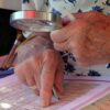 Barrieren abbauen: Hilfsmittel und Beratung für Sehbehinderte