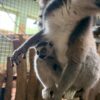 Überraschung im Neunkircher Zoo: Neues Katta-Baby geboren!