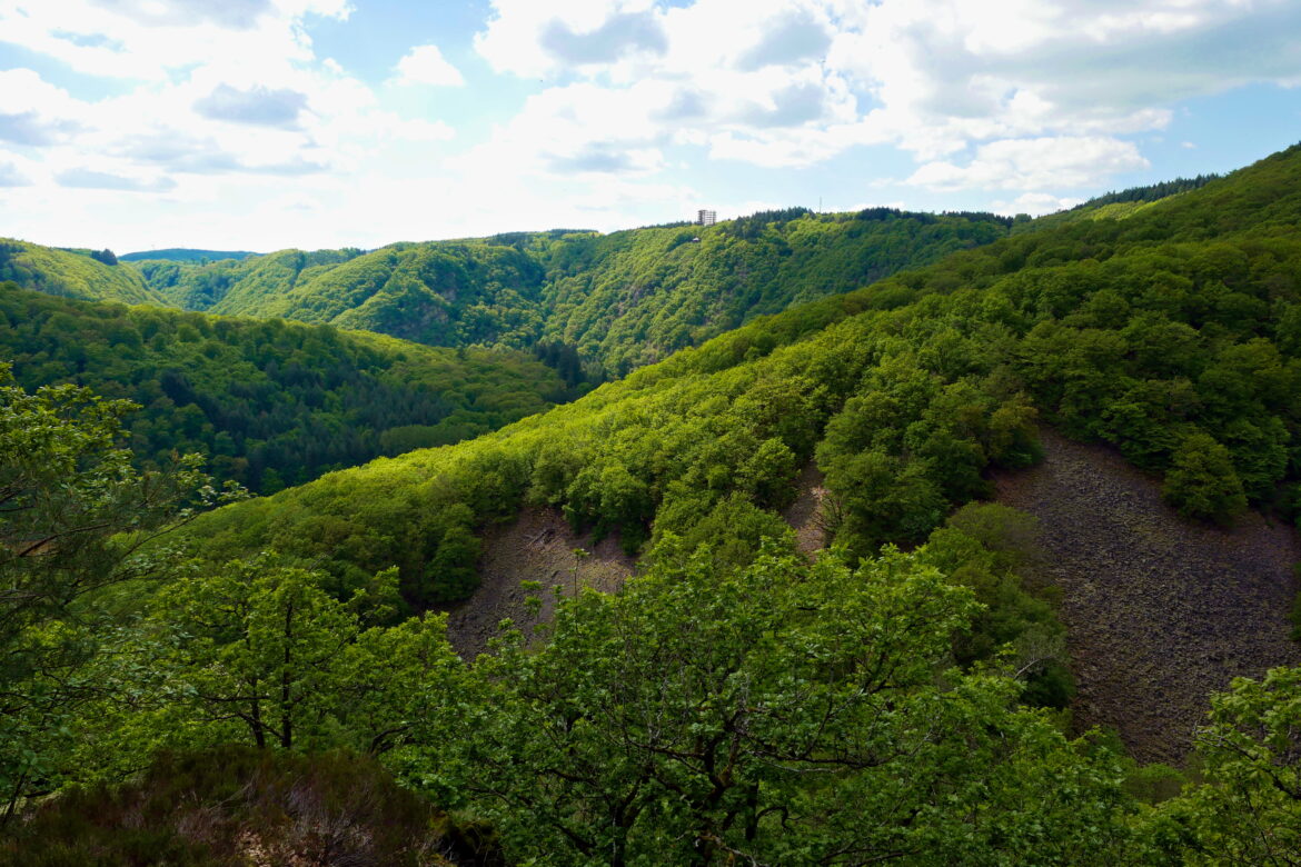 standortfremde Bäume Saarland