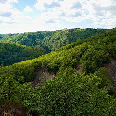 standortfremde Bäume Saarland