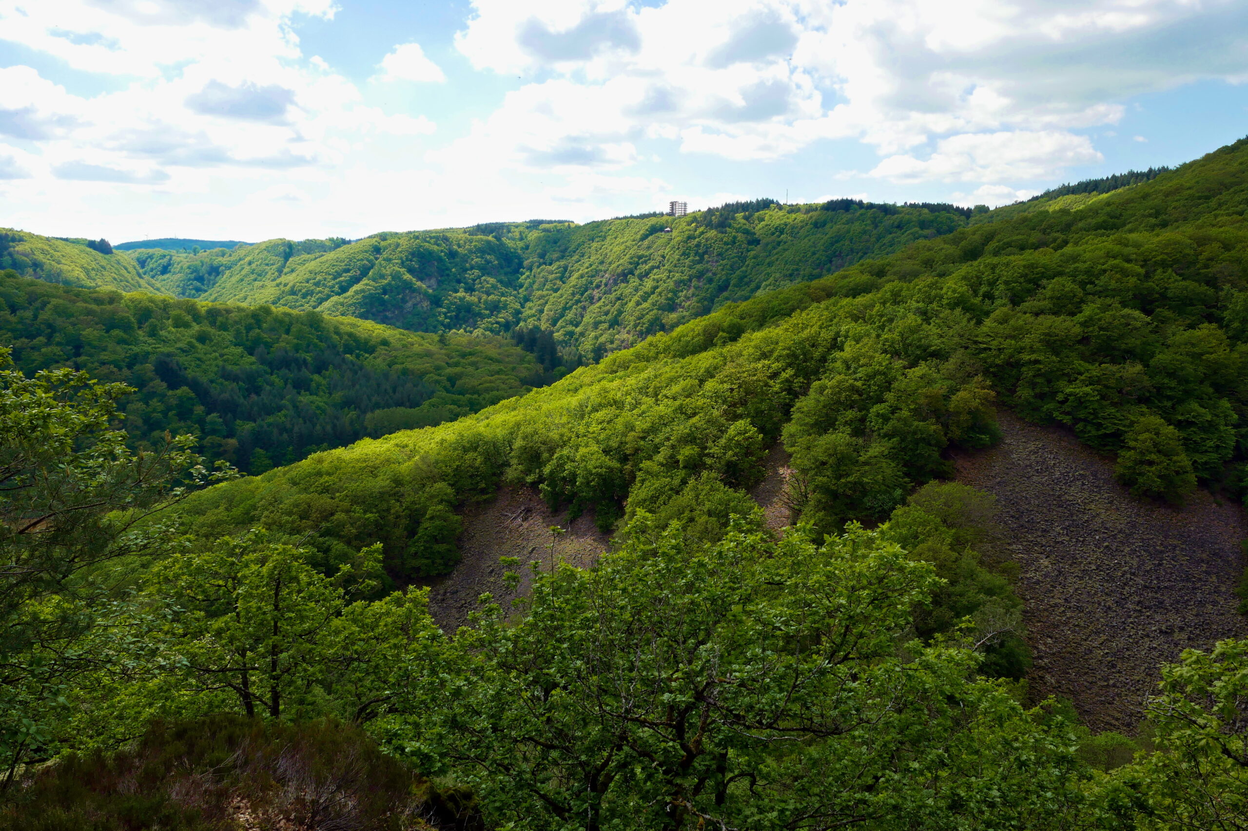 standortfremde Bäume Saarland