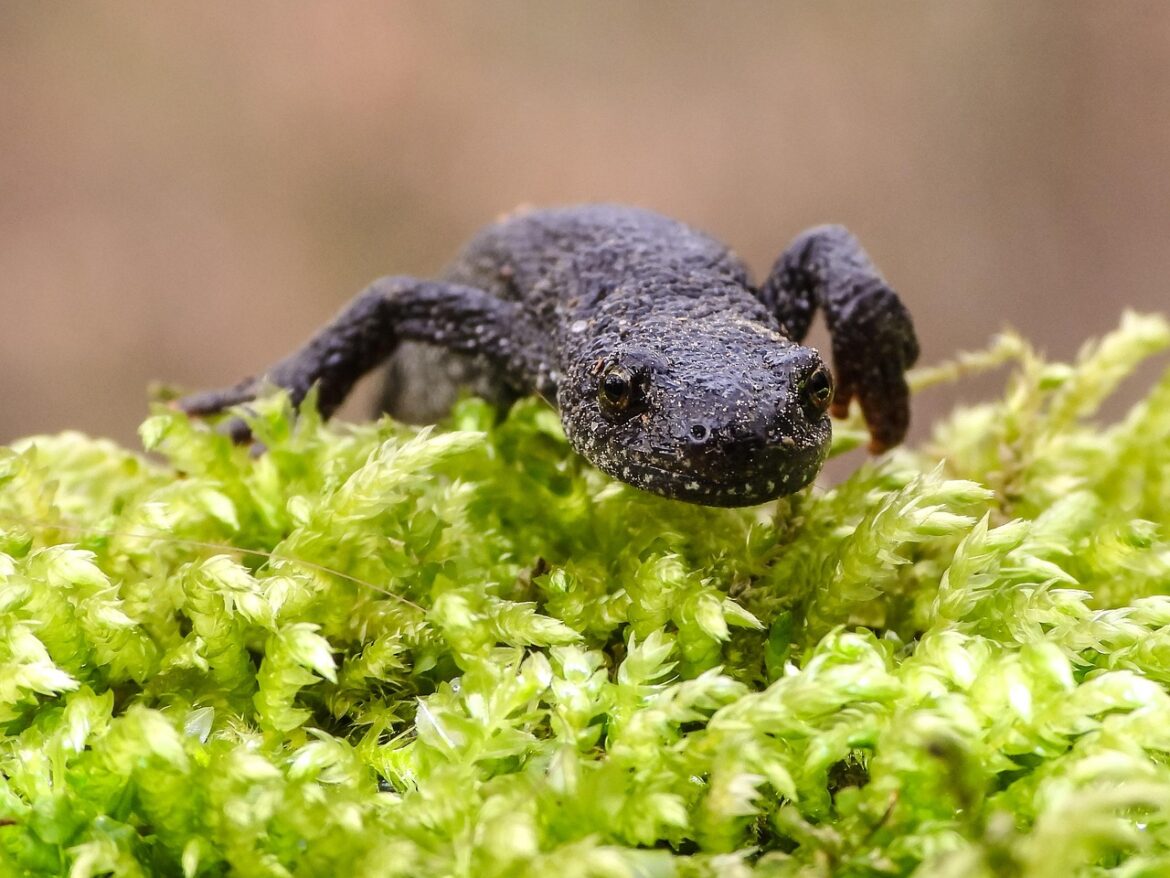Westlich Berus Amphibien