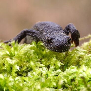 Westlich Berus Amphibien