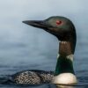 Vögel am Bostalsee: Opfer des Tourismus